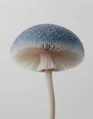 A single, isolated mushroom on a white background