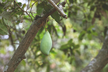 bengalura mangoes or mangifera indica mangoes hanging on a tree 