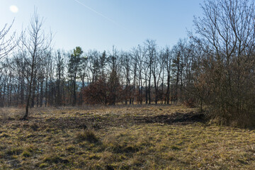 Poinsettia meadow in the Kamenny vrch nature reserve in Brno on March 5, 2025