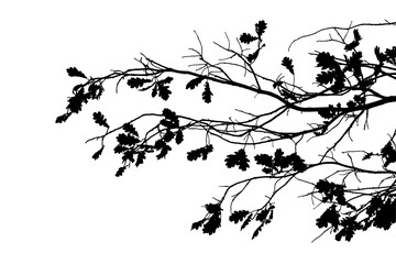 Black and white image of a natural large branch of an old oak tree with leaves on a transparent background