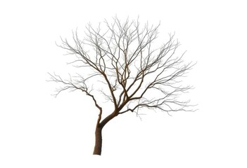 Fototapeta premium Lone deciduous tree, stark branches against pure white, twig, design
