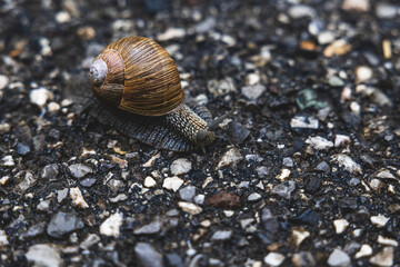 vista macro di una chiocciola che striscia lentamente sull'asfalto umido