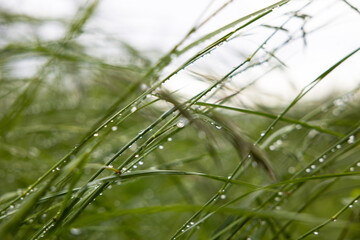 Erba alta bagnata dalla pioggia in un campo naturale in un ambiente di campagna, in estate