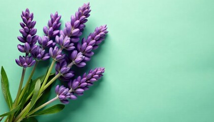 Naklejka premium fresh lavender blooms in loose arrangement on muted green paper, green, natural elegance, flowers