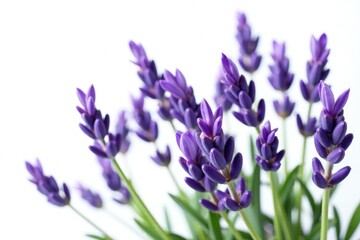 Obraz premium Fresh lavender sprigs isolated on white background, botanical, abstract