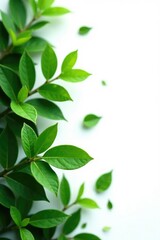 Greenery isolated on a pure white background with some scattered leaves, simple, elegant, nature