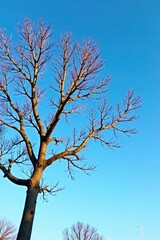 Fototapeta premium Tree with bare branches against a clear blue sky, winter, branch