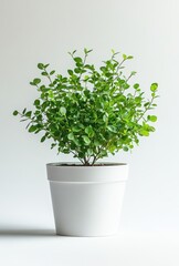 Fototapeta premium Small Indoor Green Plant in a White Pot with Fresh Leaves for Home Decor and Office Spaces, Stylish and Modern Aesthetic with Natural Elements