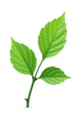 Fototapeta premium Single branch with intricate details isolated on white background, green, isolation, branches