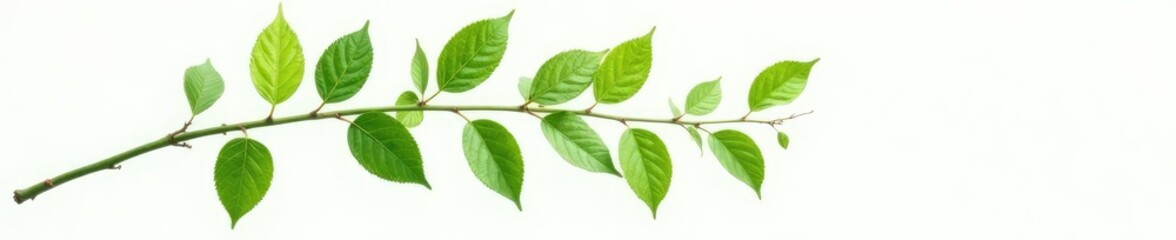 Fototapeta premium Single branch with intricate details on a white background, green, nature, leaves