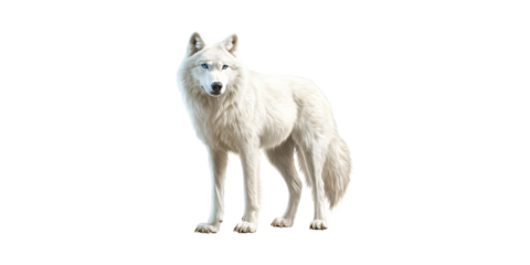 White wolf with piercing blue eyes standing isolated on transparent background