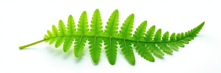 Single fern leaf isolated on white background, fern, leaf