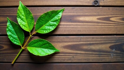 Single isolated branch on a rustic wooden background, textured, wooden, wooden