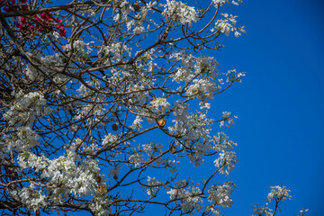 White Jacaranda tree in pretoria