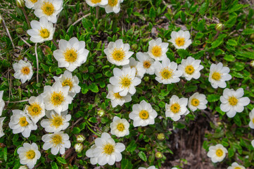 Dryas octopetala eightpetal mountain avens flowering plant, bright white dryad in bloom with green leaves on stones