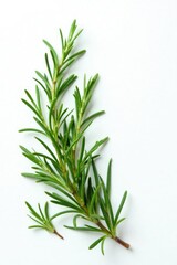 Fototapeta premium sprigs of rosemary in a sparse formation on white, earthy, greenery, botanical
