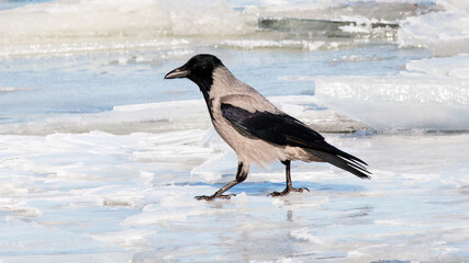 crow on snow