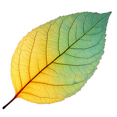 Obraz premium A beautifully detailed leaf with a luminous gradient transitioning from yellow to green