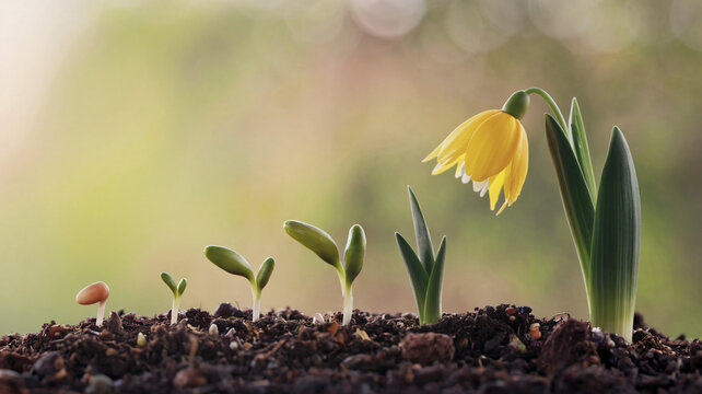 A conceptual image depicting the life cycle of a plant, from seed to blooming yellow flower ai generated