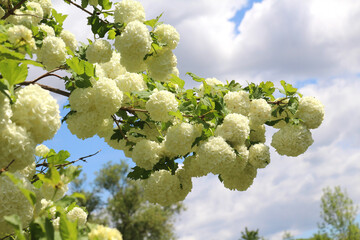 The flowers of the ornamental bush viburnum opulus var. Sterile bloom in nature