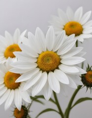 Fototapeta premium Three daisies with a white background