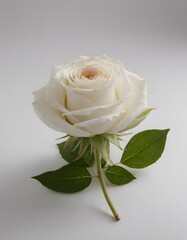 Fototapeta premium A single white rose with green leaves against a white background