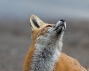 Red Fox in the wild looking upward