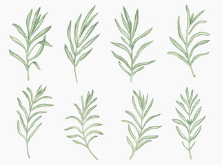 Watercolor lavender green branches Hand painted branches with leaves isolated on white background.