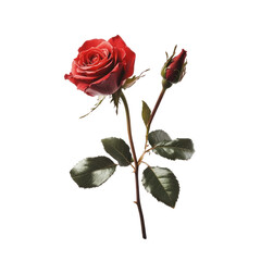 red rose isolated on white background