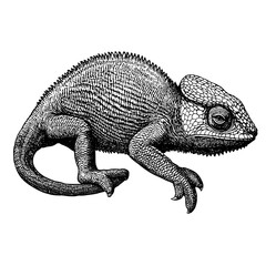 Fototapeta premium Intricate engraved illustration of a chameleon showcasing unique textures and detailed features perfect for tattoo enthusiasts