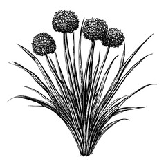Engraved botanical illustration of chives showcasing intricate details and delicate textures for artistic expression