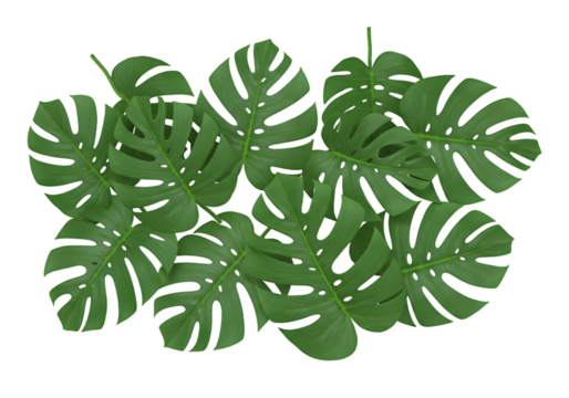 Lush Green Monstera Leaves Overlapping on a Vibrant Background Ideal for Nature and Botany Themes in Various Designs