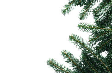 Beautiful frosty pine branches winter christmas design green nature tree on transparent background