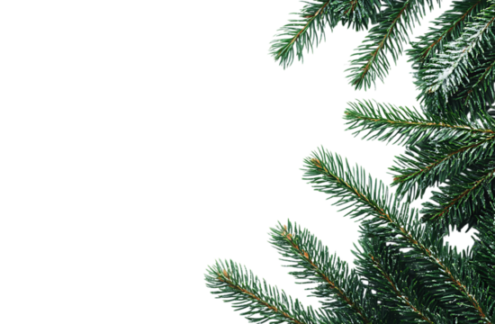 Beautiful frosty pine branches winter christmas design green nature tree on transparent background