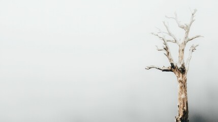 Obraz premium minimalist abstract image of tree in foggy landscape evokes sense of solitude and tranquility