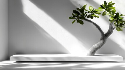 minimalist abstract image of tree on white shelf, showcasing natural beauty and simplicity. shadows create serene atmosphere