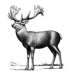 Engraved vector illustration of a majestic stag with intricate detailing showcasing its impressive antlers in a natural setting