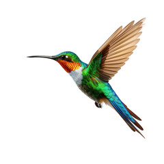 hummingbird in flight