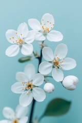 Delicate white flowers with yellow stamens against a soft blue background in spring
