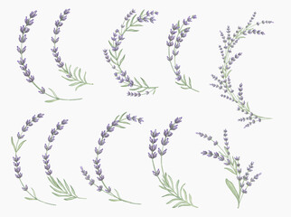 Watercolor lavender branches Hand painted branches with leaves isolated on white background.