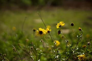 yellow daisies blooming in a field