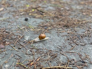 The snail is in no hurry.