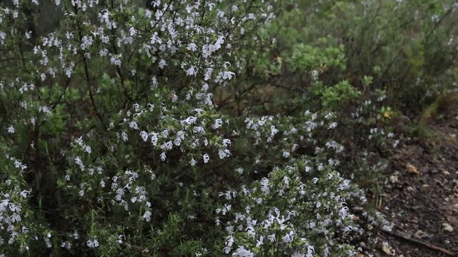 Planta de romero con flor en d&iacute;a invernal, sotobosque del paraje natural San Antonio de Alcoy, Espa&ntilde;a