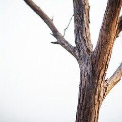 Fototapeta premium Dry Tree Branch Isolated on a White Background