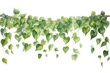 PNG Plant leaf vine ivy.