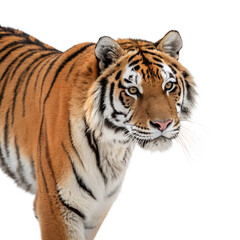 Fototapeta premium a tiger isolated on transferring background, tiger face on png bg