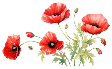 Fototapeta premium PNG Flower poppy plant inflorescence.
