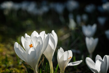Springtime crocuses with pristine white petals and vibrant orange stamens in focus.