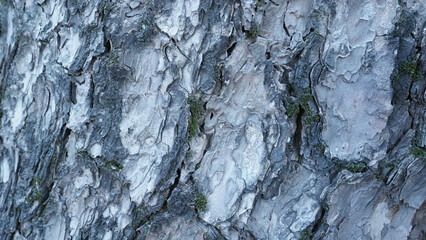 Close up of rough tree bark with textured layers.Natural patterns