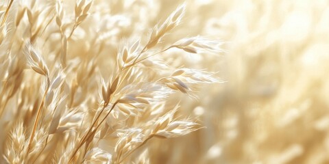 Golden sunlit wheat field illuminated by warm, soft light